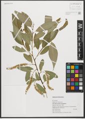 Foto von Salix triandra subsp. amygdalina (L.) Schübl. & G. Martens